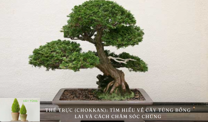 Thế trực (Chokkan): Tìm hiểu về cây tùng bồng lai và cách chăm sóc chúng