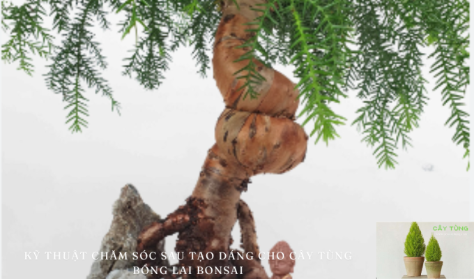 Kỹ thuật chăm sóc sau tạo dáng cho cây Tùng Bồng Lai Bonsai