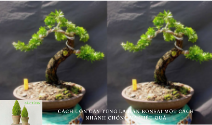 Cách uốn cây Tùng La Hán bonsai một cách nhanh chóng và hiệu quả