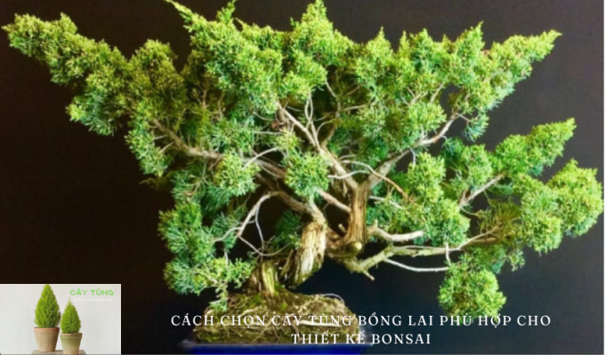 Cách chọn cây tùng bồng lai phù hợp cho thiết kế bonsai: Bí quyết và kinh nghiệm