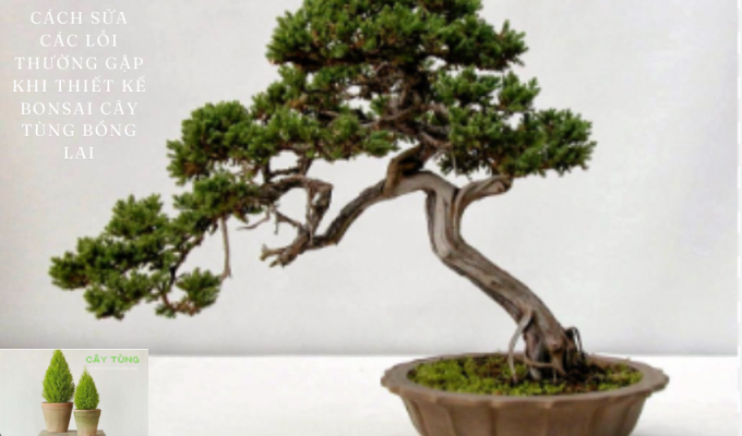 Cách sửa các lỗi thường gặp khi thiết kế bonsai cây tùng bồng lai