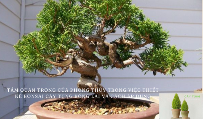 Tầm Quan Trọng Của Phong Thủy Trong Việc Thiết Kế Bonsai Cây Tùng Bồng Lai và Cách Áp Dụng