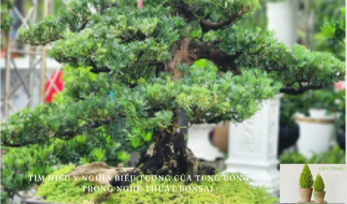 Tìm hiểu ý nghĩa biểu tượng của tùng bồng lai trong nghệ thuật bonsai