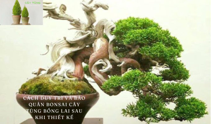 Cách duy trì và bảo quản bonsai cây tùng bồng lai sau khi thiết kế – Hướng dẫn chi tiết cho người yêu cây cảnh