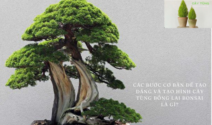 Các bước cơ bản để tạo dáng và tạo hình cây tùng bồng lai bonsai là gì? – Tất cả những gì bạn cần biết!