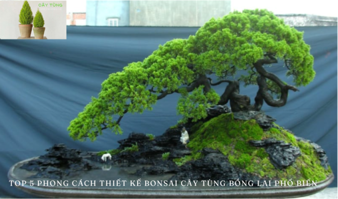 Top 5 Phong cách thiết kế bonsai cây tùng bồng lai phổ biến