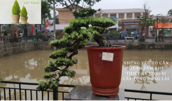 Những yếu tố cần quan tâm khi thiết kế bonsai cây tùng bồng lai